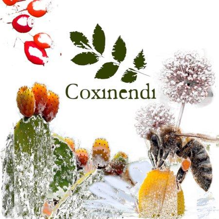 Coxinendi