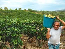 Azienda Vinicola Cherchi SRL