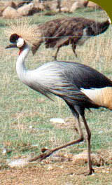 Il Parco Degli Uccelli